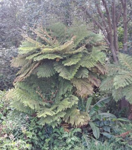 Tree fern and garden partners